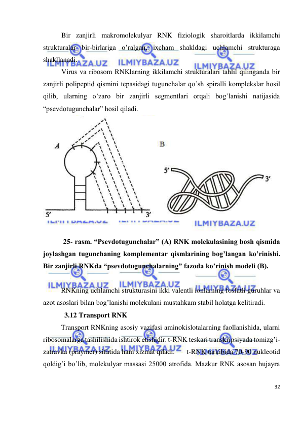 
32 
 
Bir zanjirli makromolekulyar RNK fiziologik sharoitlarda ikkilamchi 
strukturalar bir-birlariga o’ralgan, ixcham shakldagi uchlamchi strukturaga 
shakllanadi. 
Virus va ribosom RNKlarning ikkilamchi strukturalari tahlil qilinganda bir 
zanjirli polipeptid qismini tepasidagi tugunchalar qo’sh spiralli komplekslar hosil 
qilib, ularning o’zaro bir zanjirli segmentlari orqali bog’lanishi natijasida 
“psevdotugunchalar” hosil qiladi. 
 
  
 25- rasm. “Psevdotugunchalar” (A) RNK molekulasining bosh qismida 
joylashgan tugunchaning komplementar qismlarining bog’langan ko’rinishi. 
Bir zanjirli RNKda “psevdotugunchalarning” fazoda ko’rinish modeli (B). 
 
 
RNKning uchlamchi strukturasini ikki valentli ionlarning fosfatli guruhlar va 
azot asoslari bilan bog’lanishi molekulani mustahkam stabil holatga kelitiradi. 
            3.12 Transport RNK 
 
Transport RNKning asosiy vazifasi aminokislotalarning faollanishida, ularni 
ribosomalarga tashilishida ishtirok etishidir. t-RNK teskari transkripsiyada tomizg’i-
zatravka (praymer) sifatida ham xizmat qiladi.  
t-RNK tarkibida 70-90 nukleotid 
qoldig’i bo’lib, molekulyar massasi 25000 atrofida. Mazkur RNK asosan hujayra 
