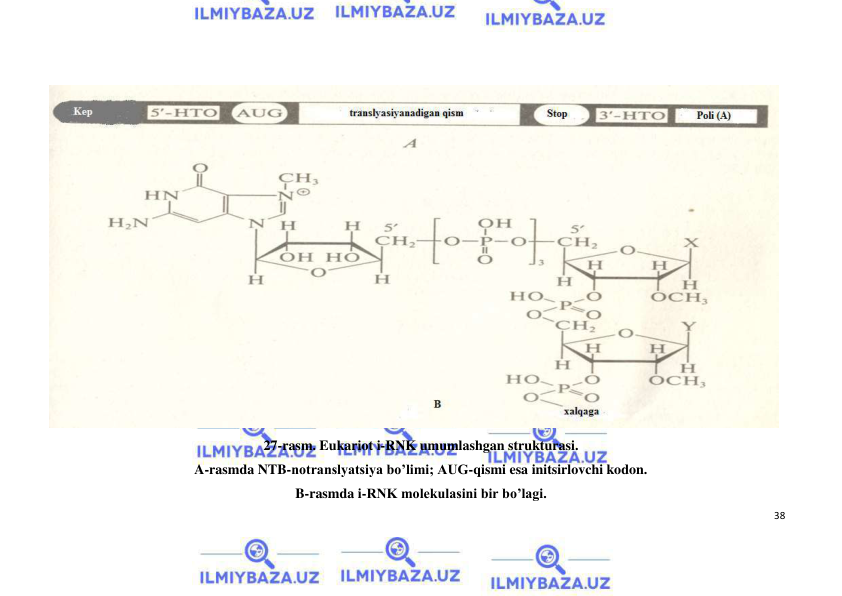  
38 
 
 
27-rasm. Eukariot i-RNK umumlashgan strukturasi. 
A-rasmda NTB-notranslyatsiya bo’limi; AUG-qismi esa initsirlovchi kodon. 
B-rasmda i-RNK molekulasini bir bo’lagi.
