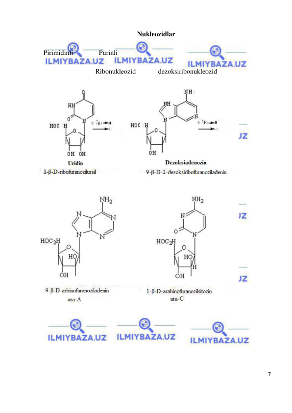  
7 
 
Nukleozidlar 
 Pirimidinli               Purinli 
Ribonukleozid             dezoksiribonukleozid 
 
 
 
 
