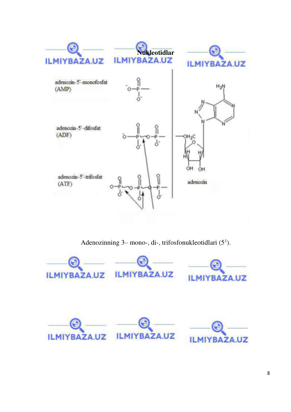  
8 
 
 
Nukleotidlar 
 
 
Adenozinning 3– mono-, di-, trifosfonukleotidlari (51). 
 
