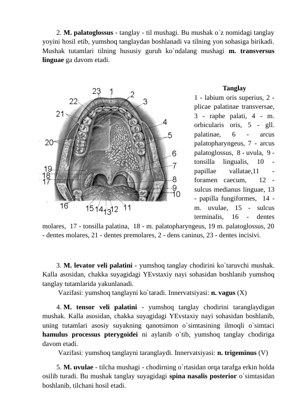 2. M. palatoglossus - tanglay - til mushagi. Bu mushak o`z nomidagi tanglay
yoyini hosil etib, yumshoq tanglaydan boshlanadi va tilning yon sohasiga birikadi.
Mushak  tutamlari  tilning  hususiy  guruh  ko`ndalang  mushagi  m.  transversus
linguae ga davom etadi. 
Tanglay
1 - labium oris superius, 2 -
plicae palatinae transversae,
3  -  raphe  palati,  4  -  m.
orbicularis  oris,  5  -  gll.
palatinae,  6  -  arcus
palatopharyngeus, 7 - arcus
palatoglossus,  8 - uvula,  9 -
tonsilla  lingualis,  10  -
papillae
 
vallatae,11
 
-
foramen  caecum,   12  -
sulcus medianus linguae, 13
- papilla fungiformes,  14 -
m.  uvulae,  15  -  sulcus
terminalis,  16  -  dentes
molares,  17 - tonsilla palatina,  18 - m. palatopharyngeus, 19 m. palatoglossus, 20
- dentes molares, 21 - dentes premolares, 2 - dens caninus, 23 - dentes incisivi. 
           
3. M. levator veli palatini - yumshoq tanglay chodirini ko`taruvchi mushak.
Kalla asosidan, chakka suyagidagi YEvstaxiy nayi sohasidan boshlanib yumshoq
tanglay tutamlarida yakunlanadi. 
 Vazifasi: yumshoq tanglayni ko`taradi. Innervatsiyasi: n. vagus (X) 
4. M.  tensor  veli  palatini  -  yumshoq  tanglay  chodirini  taranglaydigan
mushak. Kalla asosidan, chakka suyagidagi YEvstaxiy nayi sohasidan boshlanib,
uning  tutamlari  asosiy  suyakning  qanotsimon  o`simtasining  ilmoqli  o`simtaci
hamulus  processus  pterygoidei ni  aylanib  o`tib,  yumshoq  tanglay  chodiriga
davom etadi. 
 Vazifasi: yumshoq tanglayni taranglaydi. Innervatsiyasi: n. trigeminus (V)
5. M. uvulae - tilcha mushagi - chodirning o`rtasidan orqa tarafga erkin holda
osilib turadi. Bu mushak tanglay suyagidagi spina nasalis posterior o`simtasidan
boshlanib, tilchani hosil etadi. 
