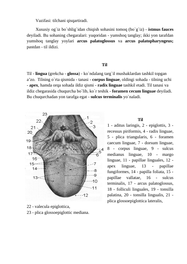 Vazifasi: tilchani qisqartiradi. 
Xususiy og`iz bo`shlig`idan chiqish sohasini tomoq (bo`g`iz) - istmus fauces
deyiladi. Bu sohaning chegaralari: yuqoridan - yumshoq tanglay; ikki yon tarafdan
yumshoq  tanglay  yoylari  arcus  palatoglossus  va arcus  palatopharyngeus;
pastdan - til ildizi. 
Til
Til - lingua (grekcha - glossa) - ko`ndalang targ`il mushaklardan tashkil topgan 
a’zo.  Tilning o`rta qismida - tanasi - corpus linguae, oldingi sohada - tilning uchi 
- apex, hamda orqa sohada ildiz qismi - radix linguae tashkil etadi. Til tanasi va 
ildiz chegarasida chuqurcha bo`lib, ko`r teshik - foramen cecum linguae deyiladi. 
Bu chuqurchadan yon tarafga egat - sulcus terminalis yo`naladi.
    
Til
1 - aditus laringis, 2 - epiglottis, 3 -
recessus piriformis, 4 - radix linguae,
5 -  plica  triangularis,  6 - foramen
caecum linguae, 7 - dorsum linguae,
8  -  corpus  linguae,  9  -  sulcus
medianus  linguae,  10  -  margo
linguae, 11 - papillae linguales, 12 -
apex  linguae,  13  -  papillae
fungiformes, 14 - papilla foliata, 15 -
papillae  vallatae,  16  -  sulcus
terminalis, 17 - arcus palatoglossus,
18 - folliculi linguales, 19 - tonsilla
palatina, 20 - tonsilla lingualis, 21 -
plica glossoepiglottica lateralis, 
22 - valecula epiglottica, 
23 - plica glossoepiglottic mediana. 
