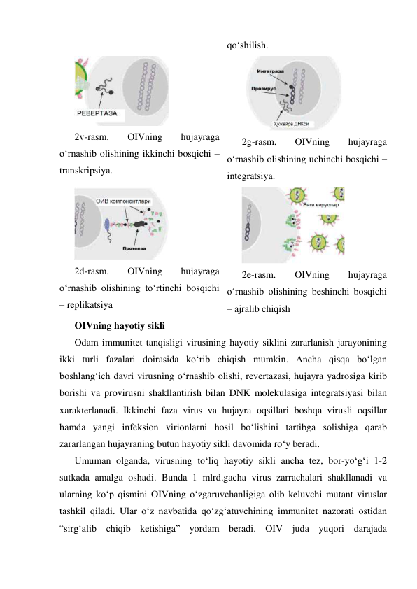 qo‘shilish. 
 
2v-rasm. 
OIVning 
hujayraga 
o‘rnashib olishining ikkinchi bosqichi – 
transkripsiya. 
 
2g-rasm. 
OIVning 
hujayraga 
o‘rnashib olishining uchinchi bosqichi – 
integratsiya. 
 
2d-rasm. 
OIVning 
hujayraga 
o‘rnashib olishining to‘rtinchi bosqichi 
– replikatsiya 
 
2e-rasm. 
OIVning 
hujayraga 
o‘rnashib olishining beshinchi bosqichi 
– ajralib chiqish 
OIVning hayotiy sikli 
Odam immunitet tanqisligi virusining hayotiy siklini zararlanish jarayonining 
ikki turli fazalari doirasida ko‘rib chiqish mumkin. Ancha qisqa bo‘lgan 
boshlang‘ich davri virusning o‘rnashib olishi, revertazasi, hujayra yadrosiga kirib 
borishi va provirusni shakllantirish bilan DNK molekulasiga integratsiyasi bilan 
xarakterlanadi. Ikkinchi faza virus va hujayra oqsillari boshqa virusli oqsillar 
hamda yangi infeksion virionlarni hosil bo‘lishini tartibga solishiga qarab 
zararlangan hujayraning butun hayotiy sikli davomida ro‘y beradi.  
Umuman olganda, virusning to‘liq hayotiy sikli ancha tez, bor-yo‘g‘i 1-2 
sutkada amalga oshadi. Bunda 1 mlrd.gacha virus zarrachalari shakllanadi va 
ularning ko‘p qismini OIVning o‘zgaruvchanligiga olib keluvchi mutant viruslar 
tashkil qiladi. Ular o‘z navbatida qo‘zg‘atuvchining immunitet nazorati ostidan 
“sirg‘alib chiqib ketishiga” yordam beradi. OIV juda yuqori darajada 
