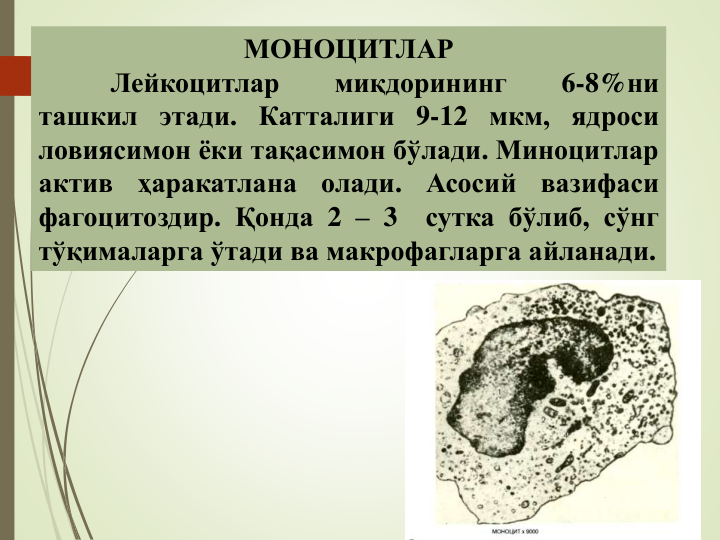МОНОЦИТЛАР
Лейкоцитлар
миқдорининг
6-8%ни
ташкил этади. Катталиги 9-12 мкм, ядроси
ловиясимон ёки тақасимон бўлади. Миноцитлар
актив
ҳаракатлана
олади.
Асосий
вазифаси
фагоцитоздир. Қонда 2 – 3
сутка бўлиб, сўнг
тўқималарга ўтади ва макрофагларга айланади.
