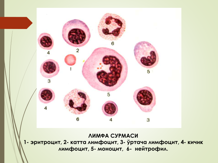 ЛИМФА СУРМАСИ
1- эритроцит, 2- катта лимфоцит, 3- ўртача лимфоцит, 4- кичик 
лимфоцит, 5- моноцит,  6- нейтрофил.
