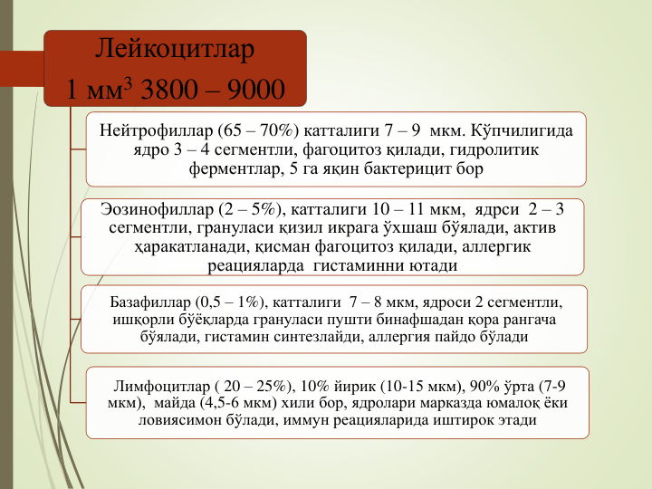 Лейкоцитлар
1 мм3 3800 – 9000
Нейтрофиллар (65 – 70%) катталиги 7 – 9  мкм. Кўпчилигида
ядро 3 – 4 сегментли, фагоцитоз қилади, гидролитик
ферментлар, 5 га яқин бактерицит бор
Эозинофиллар (2 – 5%), катталиги 10 – 11 мкм,  ядрси 2 – 3 
сегментли, грануласи қизил икрага ўхшаш бўялади, актив 
ҳаракатланади, қисман фагоцитоз қилади, аллергик 
реацияларда гистаминни ютади
Базафиллар (0,5 – 1%), катталиги 7 – 8 мкм, ядроси 2 сегментли, 
ишқорли бўёқларда грануласи пушти бинафшадан қора рангача
бўялади, гистамин синтезлайди, аллергия пайдо бўлади
Лимфоцитлар ( 20 – 25%), 10% йирик (10-15 мкм), 90% ўрта (7-9 
мкм),  майда (4,5-6 мкм) хили бор, ядролари марказда юмалоқ ёки
ловиясимон бўлади, иммун реацияларида иштирок этади
