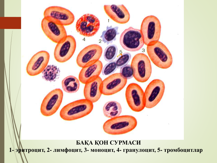 БАҚА ҚОН СУРМАСИ
1- эритроцит, 2- лимфоцит, 3- моноцит, 4- гранулоцит, 5- тромбоцитлар
