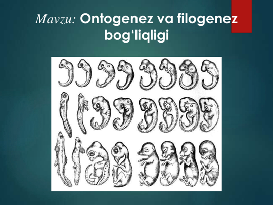 Mavzu: Ontogenez va filogenez 
bog‘liqligi
