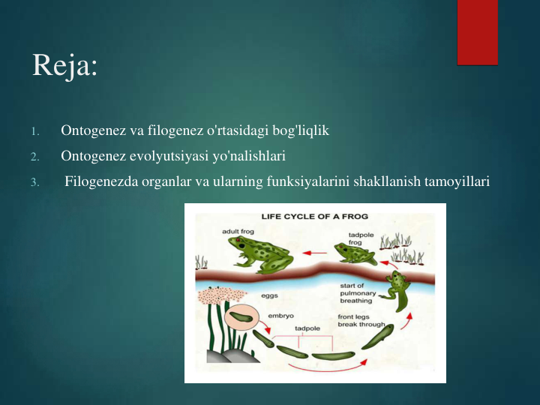 Reja:
1.
Ontogenez va filogenez o'rtasidagi bog'liqlik
2.
Ontogenez evolyutsiyasi yo'nalishlari
3.
Filogenezda organlar va ularning funksiyalarini shakllanish tamoyillari
