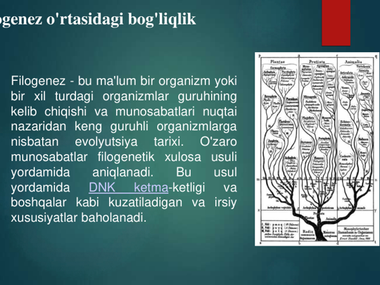 ogenez o'rtasidagi bog'liqlik  
Filogenez - bu ma'lum bir organizm yoki
bir xil turdagi organizmlar guruhining
kelib chiqishi va munosabatlari nuqtai
nazaridan keng guruhli organizmlarga
nisbatan
evolyutsiya
tarixi.
O'zaro
munosabatlar filogenetik xulosa usuli
yordamida
aniqlanadi.
Bu
usul
yordamida
DNK
ketma-ketligi
va
boshqalar kabi kuzatiladigan va irsiy
xususiyatlar baholanadi.
