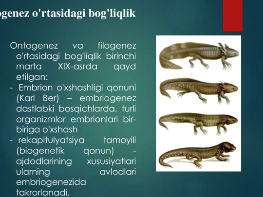 ogenez o'rtasidagi bog'liqlik  
Ontogenez
va
filogenez
o'rtasidagi bog'liqlik birinchi
marta
XIX-asrda
qayd
etilgan:
- Embrion o'xshashligi qonuni
(Karl
Ber)
–
embriogenez
dastlabki bosqichlarda, turli
organizmlar embrionlari bir-
biriga o'xshash
- rekapitulyatsiya
tamoyili
(biogenetik
qonun)
-
ajdodlarining
xususiyatlari
ularning
avlodlari
embriogenezida
takrorlanadi.
