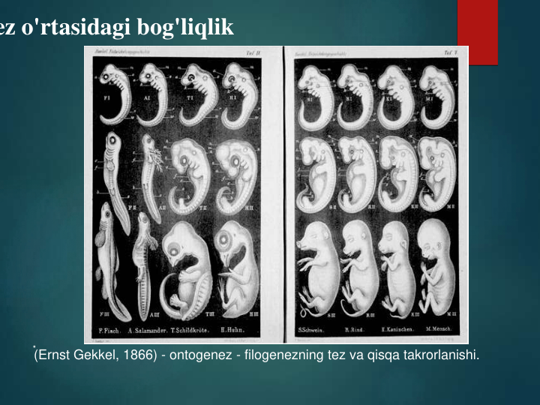 (Ernst Gekkel, 1866) - ontogenez - filogenezning tez va qisqa takrorlanishi.
ez o'rtasidagi bog'liqlik  
