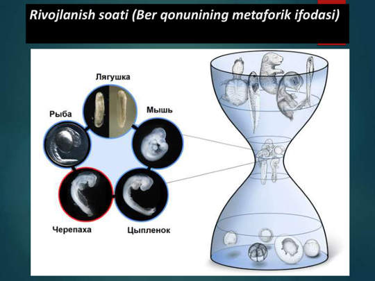 Rivojlanish soati (Ber qonunining metaforik ifodasi)
