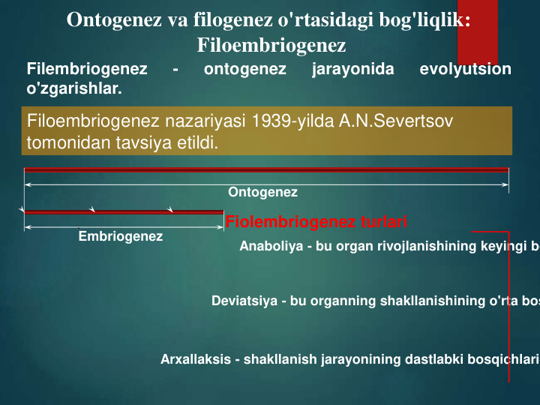 Ontogenez va filogenez o'rtasidagi bog'liqlik: 
Filoembriogenez
Filembriogenez
-
ontogenez
jarayonida
evolyutsion
o'zgarishlar.
Filoembriogenez nazariyasi 1939-yilda A.N.Severtsov 
tomonidan tavsiya etildi. 
Ontogenez
Embriogenez
Anaboliya - bu organ rivojlanishining keyingi bo
Deviatsiya - bu organning shakllanishining o'rta bos
Arxallaksis - shakllanish jarayonining dastlabki bosqichlarid
Fiolembriogenez turlari
