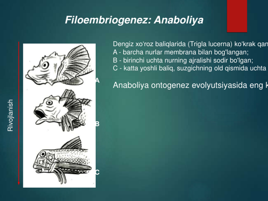 Filoembriogenez: Anaboliya
Dengiz xoʻroz baliqlarida (Trigla lucerna) koʻkrak qan
A - barcha nurlar membrana bilan bog'langan;
B - birinchi uchta nurning ajralishi sodir bo'lgan;
C - katta yoshli baliq, suzgichning old qismida uchta
Anaboliya ontogenez evolyutsiyasida eng k
А
B
C
Rivojlanish
