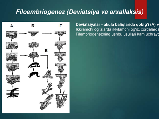 Filoembriogenez (Deviatsiya va arxallaksis)
Deviatsiyalar - akula baliqlarida qobig’i (A) v
Ikkilamchi og’izlarda ikkilamchi og'iz, xordalarda
Filembriogenezning ushbu usullari kam uchrayd
