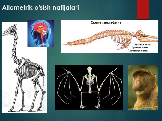 Allometrik o'sish natijalari
