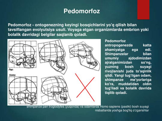 Pedomorfoz
Pedomorfoz
antropogenezda
katta
ahamiyatga
ega
edi.
Shimpanzelar
bilan
umumiy
ajdodimizdan
ajralganimizdan
so'ng,
yuzning
bosh
suyagi
rivojlanishi juda to'sqinlik
qildi. Yangi tug'ilgan odam,
shimpanze
me'yorlariga
ko'ra,
muddatidan
oldin
tug'iladi va bolalik davrida
tiqilib qoladi.
Pedomorfoz - ontogenezning keyingi bosqichlarini yo'q qilish bilan 
tavsiflangan evolyutsiya usuli. Voyaga etgan organizmlarda embrion yoki 
bolalik davridagi belgilar saqlanib qoladi.
shimpanze pan troglodytes (yuqorida) va odamlarda Homo sapiens (pastki) bosh suyagi 
nisbatlarida yoshga bog'liq o'zgarishlar
