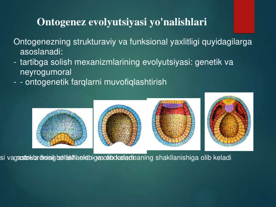 gastrula hosil bo'lishi ekto- va endodermaning shakllanishiga olib keladi
si va notokordning shakllanishiga olib keladi.
Ontogenezning strukturaviy va funksional yaxlitligi quyidagilarga 
asoslanadi:
- tartibga solish mexanizmlarining evolyutsiyasi: genetik va 
neyrogumoral
- - ontogenetik farqlarni muvofiqlashtirish
Ontogenez evolyutsiyasi yo'nalishlari
