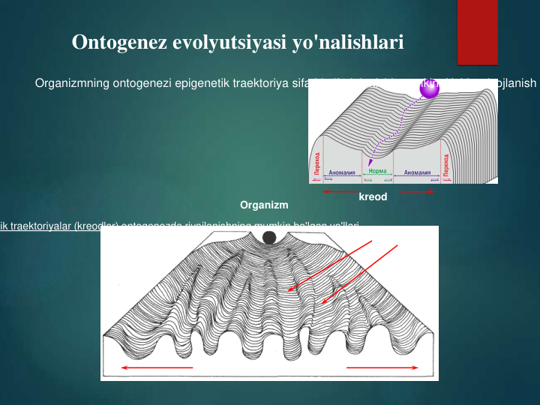 Ontogenez evolyutsiyasi yo'nalishlari
Epigenetik landshaft
Organizm
ik traektoriyalar (kreodlar) ontogenezda rivojlanishning mumkin bo'lgan yo'llari
Organizmning ontogenezi epigenetik traektoriya sifatida ifodalanishi mumkin. Ushbu rivojlanish 
kreod
