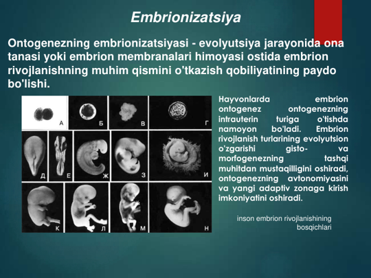 Embrionizatsiya
Hayvonlarda
embrion
ontogenez
ontogenezning
intrauterin
turiga
o'tishda
namoyon
bo'ladi.
Embrion
rivojlanish turlarining evolyutsion
o'zgarishi
gisto-
va
morfogenezning
tashqi
muhitdan mustaqilligini oshiradi,
ontogenezning
avtonomiyasini
va yangi adaptiv zonaga kirish
imkoniyatini oshiradi.
inson embrion rivojlanishining 
bosqichlari
Ontogenezning embrionizatsiyasi - evolyutsiya jarayonida ona 
tanasi yoki embrion membranalari himoyasi ostida embrion 
rivojlanishning muhim qismini o'tkazish qobiliyatining paydo 
bo'lishi.
