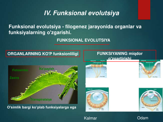 IV. Funksional evolutsiya
Funksional evolutsiya - filogenez jarayonida organlar va 
funksiyalarning o'zgarishi.
FUNKSIONAL EVOLUTSIYA 
ORGANLARNING KO'P funksionliligi
FUNKSIYANING miqdor 
o’zgartirishi 
O’simlik bargi ko’plab funksiyalarga ega
Fotosintez
Transpiratsiya
Zaxira
Ko’payish
1. Nurga sezgir nuqta. 
2. Nurga sezgir teshik 
3. Kamerali ko’z
Gidra
Planariya
Kalmar
Odam
