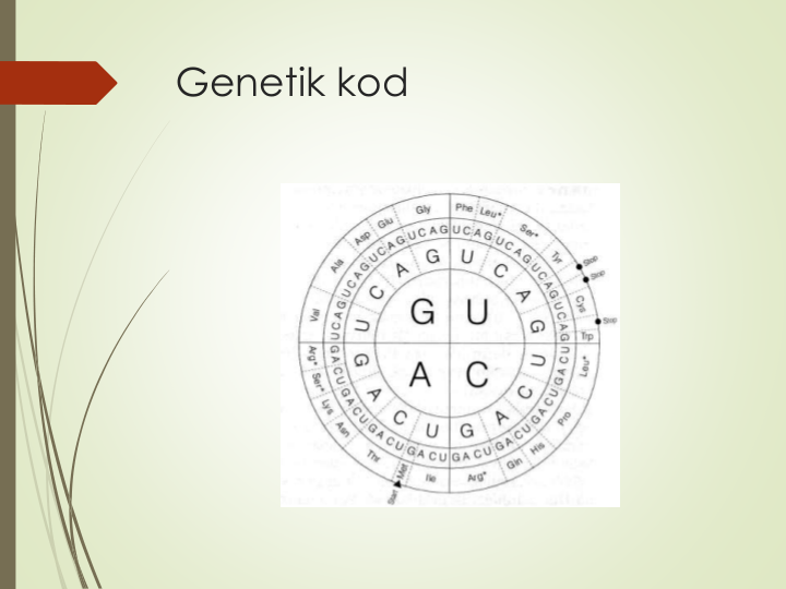 Genetik kod
