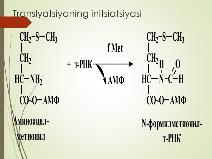 Translyatsiyaning initsiatsiyasi
CH2 S CH3
CH2
HC NH2
CO~O AMФ
Аминоацил-
метионил
+  т-РНК
f Met
АМФ
CH2 S CH3
CH2
HC
N
CO~O AMФ
C
O
H
H
N-формилметионил-
т-РНК
