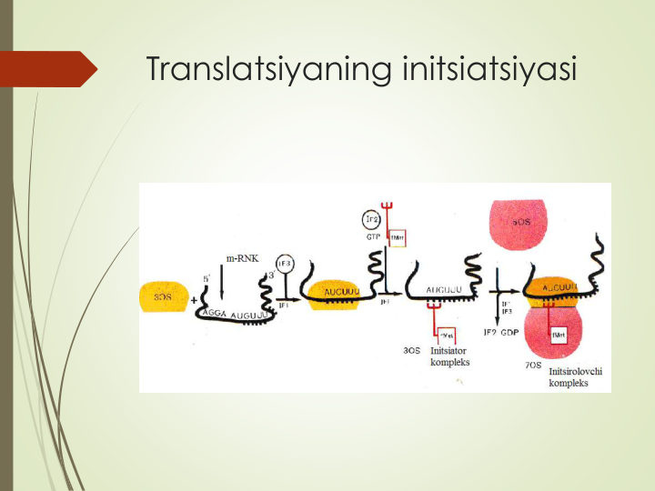 Translatsiyaning initsiatsiyasi
