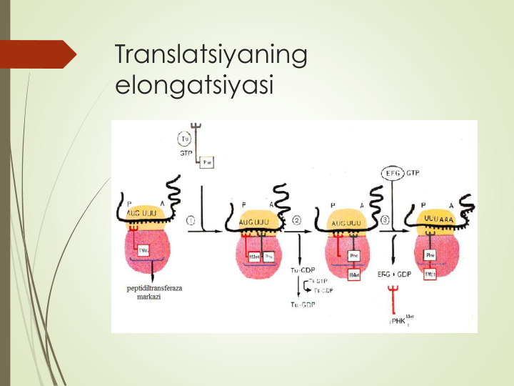 Translatsiyaning
elongatsiyasi
