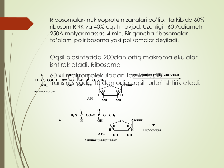 Ribosomalar- nukleoprotein zarralari bo’lib,  tarkibida 60% 
ribosom RNK va 40% oqsil mavjud. Uzunligi 160 A,diametri
250A molyar massasi 4 mln. Bir qancha ribosomalar
to’plami poliribosoma yoki polisomalar deyiladi.
Oqsil biosintezida 200dan ortiq makromalekulalar
ishtirok etadi. Ribosoma
60 xil makromolekuladan tashkil topib, 
translatsiyada 10 dan ortiq oqsil turlari ishtirik etadi. 
H
C
R
NH2
COOH  + O
P~O
OH
OH
P~O
P
O
OH
O
OH
O
CH2
H
H
OH
OH
Аденин
H
H
O
Аминокислота
АТФ
Аминоацил-т-РНК-синтетаза
АТФ
H2N
C
R
H
CO~O
O
H
H
Аденин
OH
OH
H
H
CH2
O
OH
O
P
+ PP
Пирофосфат
Аминоациладенилат
