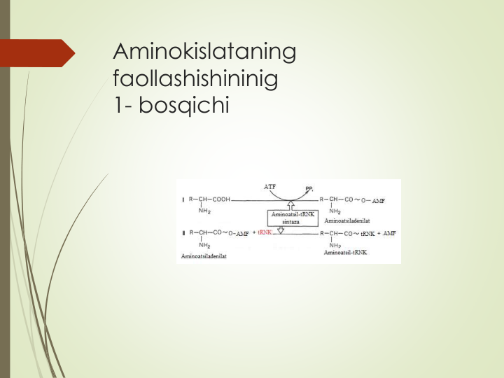 Aminokislataning
faollashishininig
1- bosqichi
