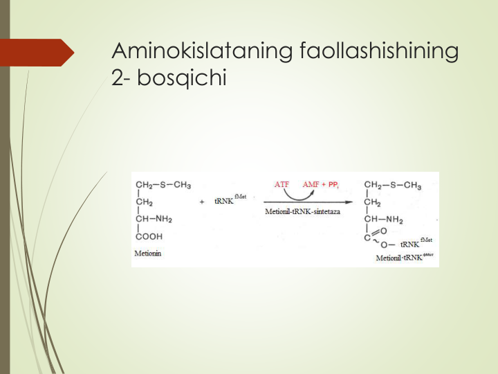 Aminokislataning faollashishining
2- bosqichi
