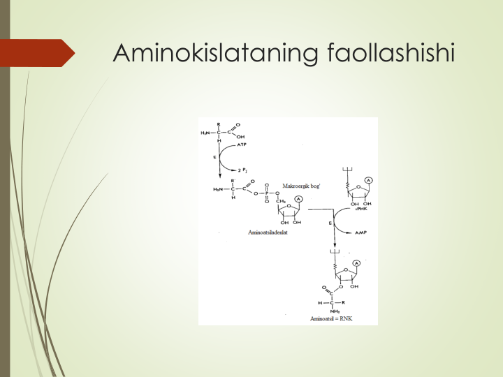 Aminokislataning faollashishi
