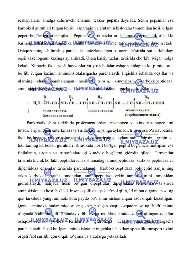  
 
reaksiyalarni amalga oshiruvchi enzimni tezkor pepsin deyiladi. Sekin pepsinlar esa 
karboksil guruhlari tutgan leysin, asparagin va glutamin kislotalar tomonidan hosil qilgan 
peped bog‘lariga ta’sir qiladi. Pepton va protieozlar aralashmasi keyinchalik o‘n ikki 
barmoqli ichak orqali ingichka ichakka tushadi va fermentativ parchalanish davom etadi. 
Oshqozonning shilimshiq pardasida sintezlanadigan ximozin ta’sirida sut tarkibidagi 
oqsil kazenogenni kazinga aylantiradi. U esa kalsiy tuzlari ta’sirida cho‘kib, ivigan holga 
keladi. Ximozin faqat yosh hayvonlar va yosh bolalar oshqozonidagina ko‘p miqdorda 
bo‘lib, ivigan kazinni aminokislotalarigacha parchalaydi. Ingichka ichakda oqsillar va 
ularning chala parchalangan hosillari tripsin, ximotripsin, karboksipeptidaza, 
aminopeptidiza va dipeptidazalar ta’sirida aminokislotalargacha gidrolizlanadi. 
 
Pankreatik shira tarkibida profermentlardan tripsinogen va ximotripsinogenlarni 
tutadi. Tripsinogen enterkinaza ta’sirida faol tripsinga aylanadi, tripsin esa o‘z navbatida, 
faol bo‘lmagan ximotripsinogenni faol ximotripsinga aylantiradi. Tripsin arginin va 
lizinlarning karboksil guruhlari ishtirokida hosil bo‘lgan peptid bog‘ini, ximotripsin esa 
finilalanin, tirozin va triptofanlardagi kimѐviy bog‘larni gidroliz qiladi. Fermentlar 
ta’sirida kichik bo‘lakli peptidlar ichak shirasidagi aminopeptidaza, karboksipeptidaza va 
dipeptidoza enzimlar ta’sirida parchalanadi. Karboksipeptidaza polipeptid zanjirining 
erkin karboksil guruhi tomonidan, aminopeptidaza erkin amino guruhi tomonidan 
gidrolizlaydi, natijada hosil bo‘lgan dipeptidlar dipeptidaza fermentlari ta’sirida 
aminokislotalar hosil bo‘ladi. Inson oqsilli ozuqa iste’mol qilib, 15 minut o‘tgandan so‘ng 
qon tarkibida yangi aminokislota paydo bo‘lishini nishonlangan azot orqali kuzatilgan. 
Qonda aminokislotalar miqdori eng ko‘p bo‘lgan vaqti, ovqatdan so‘ng 30-50 minut 
o‘tganda sodir bo‘ladi. Shunday qilib, ovqat moddasi sifatida qabul qilingan oqsillar 
oshqozon-ichak 
yo‘lida 
fermentativ 
gidrolizga 
uchrab, 
aminokislotalargacha 
parchalanadi. Hosil bo‘lgan aminokislotalar ingichka ichakdagi spetsifik transport tizimi 
orqali faol surilib, qon orqali to‘qima va a’zolarga yetkaziladi. 
