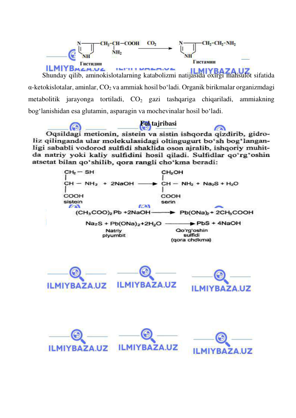  
 
 
 
Shunday qilib, aminokislotalarning katabolizmi natijasida oxirgi mahsulot sifatida 
α-ketokislotalar, aminlar, CO2 va ammiak hosil bo‘ladi. Organik birikmalar organizmdagi 
metabolitik jarayonga tortiladi, CO2 gazi tashqariga chiqariladi, ammiakning 
bog‘lanishidan esa glutamin, asparagin va mochevinalar hosil bo‘ladi. 
Fol tajribasi 
 
 
