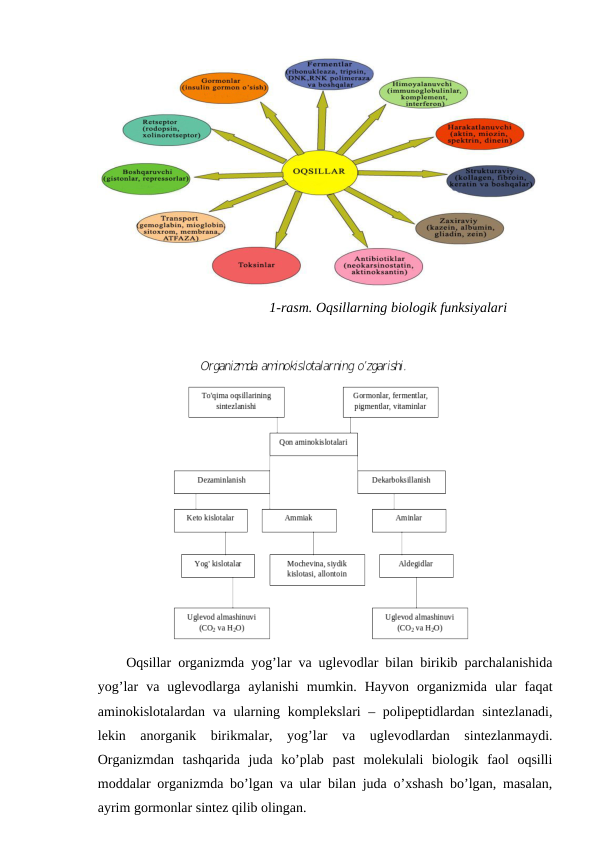                                                  1-rasm. Oqsillarning biologik funksiyalari
Oqsillar organizmda yog’lar va uglevodlar bilan birikib parchalanishida
yog’lar  va  uglevodlarga  aylanishi  mumkin.  Hayvon  organizmida  ular  faqat
aminokislotalardan va ularning komplekslari – polipeptidlardan sintezlanadi,
lekin  anorganik  birikmalar,  yog’lar  va  uglevodlardan  sintezlanmaydi.
Organizmdan  tashqarida  juda  ko’plab  past  molekulali  biologik  faol  oqsilli
moddalar organizmda bo’lgan va ular bilan juda o’xshash bo’lgan, masalan,
ayrim gormonlar sintez qilib olingan.
