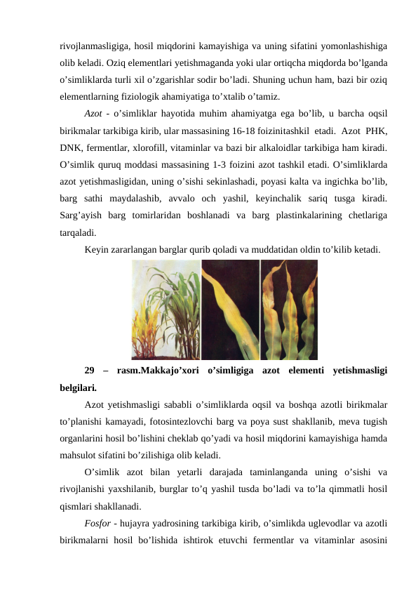 rivojlanmasligiga, hosil miqdorini kamayishiga va uning sifatini yomonlashishiga
olib keladi. Oziq elementlari yetishmaganda yoki ular ortiqcha miqdorda bo’lganda
o’simliklarda turli xil o’zgarishlar sodir bo’ladi. Shuning uchun ham, bazi bir oziq
elementlarning fiziologik ahamiyatiga to’xtalib o’tamiz.
Azot - o’simliklar hayotida muhim ahamiyatga ega bo’lib, u barcha oqsil
birikmalar tarkibiga kirib, ular massasining 16-18 foizinitashkil etadi. Azot PHK,
DNK, fermentlar, xlorofill, vitaminlar va bazi bir alkaloidlar tarkibiga ham kiradi.
O’simlik quruq moddasi massasining 1-3 foizini azot tashkil etadi. O’simliklarda
azot yetishmasligidan, uning o’sishi sekinlashadi, poyasi kalta va ingichka bo’lib,
barg  sathi  maydalashib,  avvalo  och  yashil,  keyinchalik  sariq  tusga  kiradi.
Sarg’ayish  barg  tomirlaridan  boshlanadi  va  barg  plastinkalarining  chetlariga
tarqaladi. 
Keyin zararlangan barglar qurib qoladi va muddatidan oldin to’kilib ketadi.
29  –  rasm.Makkajo’xori  o’simligiga  azot  elementi  yetishmasligi
belgilari.
Azot yetishmasligi sababli o’simliklarda oqsil va boshqa azotli birikmalar
to’planishi kamayadi, fotosintezlovchi barg va poya sust shakllanib, meva tugish
organlarini hosil bo’lishini cheklab qo’yadi va hosil miqdorini kamayishiga hamda
mahsulot sifatini bo’zilishiga olib keladi.
O’simlik  azot  bilan  yetarli  darajada  taminlanganda  uning  o’sishi  va
rivojlanishi yaxshilanib, burglar to’q yashil tusda bo’ladi va to’la qimmatli hosil
qismlari shakllanadi.
Fosfor - hujayra yadrosining tarkibiga kirib, o’simlikda uglevodlar va azotli
birikmalarni  hosil  bo’lishida  ishtirok  etuvchi  fermentlar  va  vitaminlar  asosini
