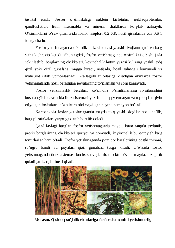 tashkil  etadi.  Fosfor  o’simlikdagi  nuklein  kislotalar,  nukleoproteinlar,
qandfosfatlar,  fitin,  kraxmalda  va  mineral  shakllarda  ko’plab  uchraydi.
O’simliklarni o’suv qismlarida fosfor miqdori 0,2-0,8, hosil qismlarida esa 0,6-1
foizgacha bo’ladi.
Fosfor yetishmaganda o’simlik ildiz sistemasi yaxshi rivojlanmaydi va barg
sathi kichrayib ketadi. Shuningdek, fosfor yetishmaganda o’simlikni o’sishi juda
sekinlashib, barglarning chekkalari, keyinchalik butun yuzasi kul rang yashil, to’q
qizil yoki  qizil gunafsha rangga kiradi, natijada, hosil  salmog’i  kamayadi va
mahsulot sifati yomonlashadi. G’allagullilar oilasiga kiradigan ekinlarda fosfor
yetishmaganda hosil beradigan poyalarning to’planishi va soni kamayadi.
Fosfor  yetishmaslik  belgilari,  ko’pincha  o’simliklarning  rivojlanishini
boshlang’ich davrlarida ildiz sistemasi yaxshi taraqqiy etmagan va tuproqdan qiyin
eriydigan fosfatlarni o’zlashtira ololmaydigan paytda namoyon bo’ladi.
Kartoshkada fosfor yetishmaganda mayda to’q yashil dog’lar hosil bo’lib,
barg plastinkalari yuqoriga qarab buralib qoladi.
Qand lavlagi barglari fosfor yetishmaganda mayda, havo rangda tovlanib,
pastki barglarining chekkalari quriydi va qorayadi, keyinchalik bu qorayish barg
tomirlariga ham o’tadi. Fosfor yetishmaganda pomidor barglarining pastki tomoni,
so’ngra  bandi  va  poyalari  qizil  gunafsha  tusga  kiradi.  G’o’zada  fosfor
yetishmaganda ildiz sistemasi kuchsiz rivojlanib, u sekin o’sadi, mayda, tez qurib
qoladigan barglar hosil qiladi.
30-rasm. Qishloq xo’jalik ekinlariga fosfor elementini yetishmasligi
