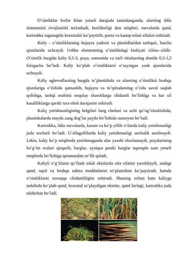 O’simliklar  fosfor  bilan  yetarli  darajada  taminlanganda,  ularning  ildiz
sistemasini  rivojlanishi  tezlashadi,  hosildorligi  don  miqdori,  mevalarda  qand,
kartoshka tuganagida kraxmalni ko’paytirib, paxta va kanop tolasi sifatini oshiradi.
Kaliy - o’simliklarning hujayra yadrosi va plastidlaridan tashqari, barcha
qismlarida  uchraydi.  Ushbu  elementning  o’simlikdagi  faoliyati  xilma--xildir.
O’simlik bargida kaliy 0,5-3, poya, somonida va turli ekinlarning donida 0,3-1,5
foizgacha  bo’ladi.  Kaliy  ko’plab  o’simliklarni  o’sayotgan  yosh  qismlarida
uchraydi.
Kaliy uglevodlarning bargda to’planishida va ularning o’simlikni boshqa
qismlariga o’tishida  qatnashib,  hujayra va  to’qimalarning  o’zida  suvni  saqlab
qolishga,  tashqi  muhitni  noqulay  sharoitlarga  chidamli  bo’lishiga  va  har  xil
kasallliklarga qarshi tura olish darajasini oshiradi.
Kaliy yetishmasligining belgilari barg chetlari va uchi qo’ng’irlashishida,
plastinkalarda mayda zang dog’lar paydo bo’lishida namoyon bo’ladi.
Kartoshka, ildiz mevalarda, karam va ko’p yillik o’tlarda kaliy yetishmasligi
juda sezilarli bo’ladi. G’allagullilarda kaliy yetishmasligi  unchalik sezilmaydi.
Lekin, kaliy ko’p miqdorda yetishmaganda ular yaxshi shoxlamaydi, poyalarining
bo’g’im oralari qisqarib, barglar, ayniqsa pastki  barglar  tuproqda nam  yetarli
miqdorda bo’lishiga qaramasdan so’lib qoladi.
Kaliyli o’g’itlarni qo’llash tolali ekinlarda tola sifatini yaxshilaydi, undagi
qand,  oqsil  va  boshqa  zahira  moddadarini  to’planishini  ko’paytiradi,  hamda
o’simliklarni  sovuqqa  chidamliligini  oshiradi.  Shuning  uchun  ham  kaliyga
tarkibida ko’plab qand, kraxmal to’playdigan ekinlar, qand lavlagi, kartoshka juda
talabchan bo’ladi.

