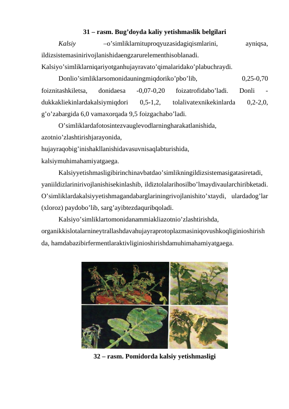 31 – rasm. Bug’doyda kaliy yetishmaslik belgilari 
Kalsiy
 
–o’simliklarnituproqyuzasidagiqismlarini,
 
ayniqsa,
ildizsistemasinirivojlanishidaengzarurelementhisoblanadi.
Kalsiyo’simliklarniqariyotganhujayravato’qimalaridako’plabuchraydi.
Donlio’simliklarsomonidauningmiqdoriko’pbo’lib,
 
0,25-0,70
foiznitashkiletsa,  donidaesa  -0,07-0,20  foizatrofidabo’ladi.  Donli  -
dukkakliekinlardakalsiymiqdori  0,5-1,2,  tolalivatexnikekinlarda  0,2-2,0,
g’o’zabargida 6,0 vamaxorqada 9,5 foizgachabo’ladi.
O’simliklardafotosintezvauglevodlarningharakatlanishida,
azotnio’zlashtirishjarayonida,
hujayraqobig’inishakllanishidavasuvnisaqlabturishida,
kalsiymuhimahamiyatgaega.
Kalsiyyetishmasligibirinchinavbatdao’simlikningildizsistemasigatasiretadi,
yaniildizlarinirivojlanishisekinlashib, ildiztolalarihosilbo’lmaydivaularchiribketadi.
O’simliklardakalsiyyetishmagandabarglariningrivojlanishito’xtaydi,  ulardadog’lar
(xloroz) paydobo’lib, sarg’ayibtezdaquribqoladi.
Kalsiyo’simliklartomonidanammiakliazotnio’zlashtirishda,
organikkislotalarnineytrallashdavahujayraprotoplazmasiniqovushkoqliginioshirish
da, hamdabazibirfermentlaraktivliginioshirishdamuhimahamiyatgaega.
32 – rasm. Pomidorda kalsiy yetishmasligi
