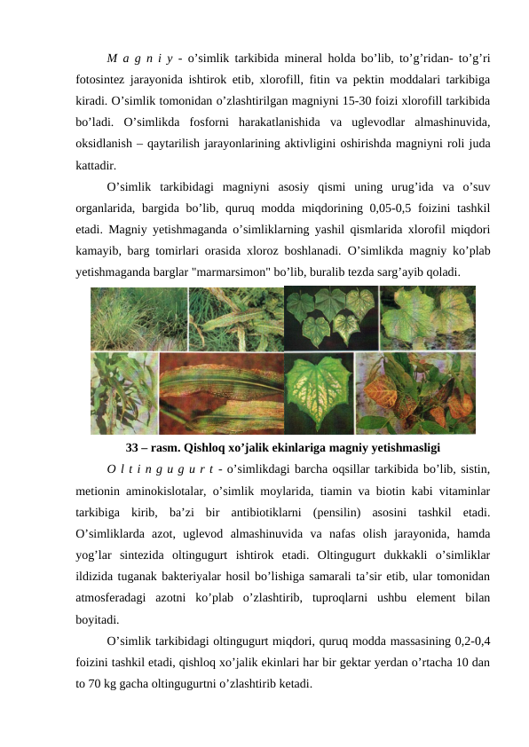 M a g n i y - o’simlik tarkibida mineral holda bo’lib, to’g’ridan- to’g’ri
fotosintez jarayonida ishtirok etib, xlorofill, fitin va pektin moddalari tarkibiga
kiradi. O’simlik tomonidan o’zlashtirilgan magniyni 15-30 foizi xlorofill tarkibida
bo’ladi.  O’simlikda  fosforni  harakatlanishida  va  uglevodlar  almashinuvida,
oksidlanish – qaytarilish jarayonlarining aktivligini oshirishda magniyni roli juda
kattadir.
O’simlik  tarkibidagi  magniyni  asosiy  qismi  uning  urug’ida  va  o’suv
organlarida, bargida bo’lib, quruq modda miqdorining 0,05-0,5 foizini tashkil
etadi. Magniy yetishmaganda o’simliklarning yashil qismlarida xlorofil miqdori
kamayib, barg tomirlari orasida xloroz boshlanadi.  O’simlikda magniy ko’plab
yetishmaganda barglar "marmarsimon" bo’lib, buralib tezda sarg’ayib qoladi.
33 – rasm. Qishloq xo’jalik ekinlariga magniy yetishmasligi
O l t i n g u g u r t - o’simlikdagi barcha oqsillar tarkibida bo’lib, sistin,
metionin aminokislotalar, o’simlik moylarida, tiamin va biotin kabi vitaminlar
tarkibiga  kirib,  ba’zi  bir  antibiotiklarni  (pensilin)  asosini  tashkil  etadi.
O’simliklarda  azot,  uglevod  almashinuvida  va  nafas  olish  jarayonida,  hamda
yog’lar  sintezida  oltingugurt  ishtirok  etadi.  Oltingugurt  dukkakli  o’simliklar
ildizida tuganak bakteriyalar hosil bo’lishiga samarali ta’sir etib, ular tomonidan
atmosferadagi  azotni  ko’plab  o’zlashtirib,  tuproqlarni  ushbu  element  bilan
boyitadi.
O’simlik tarkibidagi oltingugurt miqdori, quruq modda massasining 0,2-0,4
foizini tashkil etadi, qishloq xo’jalik ekinlari har bir gektar yerdan o’rtacha 10 dan
to 70 kg gacha oltingugurtni o’zlashtirib ketadi.

