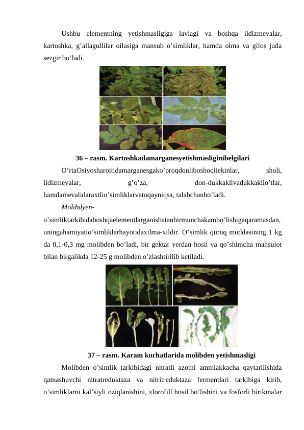 Ushbu  elementning  yetishmasligiga  lavlagi  va  boshqa  ildizmevalar,
kartoshka, g’allagullilar oilasiga mansub o’simliklar, hamda olma va gilos juda
sezgir bo’ladi.
36 – rasm. Kartoshkadamarganesyetishmasliginibelgilari
O’rtaOsiyosharoitidamarganesgako’proqdonliboshoqliekinlar,
 
sholi,
ildizmevalar,
 
g’o’za,
 
don-dukkaklivadukkaklio’tlar,
hamdamevalidaraxtlio’simliklarvatoqayniqsa, talabchanbo’ladi.
Molibdyen-
o’simliktarkibidaboshqaelementlarganisbatanbirmunchakambo’lishigaqaramasdan,
uningahamiyatio’simliklarhayotidaxilma-xildir. O’simlik quruq moddasining 1 kg
da 0,1-0,3 mg molibden bo’ladi, bir gektar yerdan hosil va qo’shimcha mahsulot
bilan birgalikda 12-25 g molibden o’zlashtirilib ketiladi.
37 – rasm. Karam kuchatlarida molibden yetishmasligi
Molibden o’simlik tarkibidagi nitratli azotni ammiakkacha qaytarilishida
qatnashuvchi  nitratreduktaza  va  nitritreduktaza  fermentlari  tarkibiga  kirib,
o’simliklarni kal’siyli oziqlanishini, xlorofill hosil bo’lishini va fosforli birikmalar
