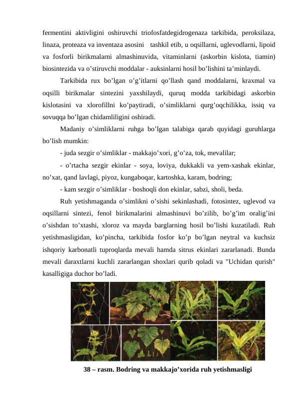 fermentini  aktivligini  oshiruvchi  triofosfatdegidrogenaza  tarkibida, peroksilaza,
linaza, proteaza va inventaza asosini  tashkil etib, u oqsillarni, uglevodlarni, lipoid
va  fosforli  birikmalarni  almashinuvida,  vitaminlarni  (askorbin  kislota,  tiamin)
biosintezida va o’stiruvchi moddalar - auksinlarni hosil bo’lishini ta’minlaydi.
Tarkibida rux bo’lgan o’g’itlarni qo’llash qand moddalarni, kraxmal  va
oqsilli  birikmalar  sintezini  yaxshilaydi,  quruq  modda  tarkibidagi  askorbin
kislotasini  va  xlorofillni  ko’paytiradi,  o’simliklarni  qurg’oqchilikka,  issiq  va
sovuqqa bo’lgan chidamliligini oshiradi.
Madaniy o’simliklarni ruhga bo’lgan talabiga qarab quyidagi guruhlarga
bo’lish mumkin:
- juda sezgir o’simliklar - makkajo’xori, g’o’za, tok, mevalilar;
- o’rtacha sezgir ekinlar - soya, loviya, dukkakli va yem-xashak ekinlar,
no’xat, qand lavlagi, piyoz, kungaboqar, kartoshka, karam, bodring;
- kam sezgir o’simliklar - boshoqli don ekinlar, sabzi, sholi, beda.
Ruh yetishmaganda o’simlikni o’sishi sekinlashadi, fotosintez, uglevod va
oqsillarni  sintezi,  fenol  birikmalarini  almashinuvi  bo’zilib,  bo’g’im  oralig’ini
o’sishdan to’xtashi, xloroz va mayda barglarning hosil bo’lishi kuzatiladi. Ruh
yetishmasligidan,  ko’pincha,  tarkibida  fosfor  ko’p  bo’lgan  neytral  va  kuchsiz
ishqoriy karbonatli tuproqlarda mevali hamda sitrus ekinlari zararlanadi. Bunda
mevali daraxtlarni kuchli zararlangan shoxlari qurib qoladi va "Uchidan qurish"
kasalligiga duchor bo’ladi.
38 – rasm. Bodring va makkajo’xorida ruh yetishmasligi
