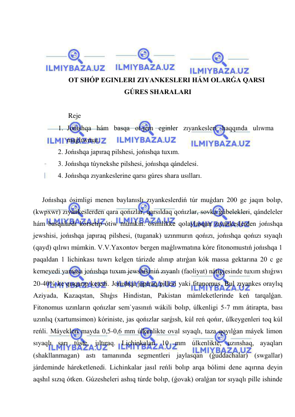  
 
 
 
 
 
OT SHÓP EGINLERI ZIYANKESLERI HÁM OLARǴA QARSI 
GÚRES SHARALARI 
     
       Reje 
1. Jońıshqa hám basqa ot-jem eginler zıyankesleri haqqında ulıwma 
maǵlıwmat. 
 2. Jońıshqa japıraq pilshesi, jońıshqa tuxım. 
 3. Jońıshqa túynekshe pilshesi, jońıshqa qándelesi. 
 4. Jońıshqa zıyankeslerine qarsı gúres shara usılları. 
 
Jońıshqa ósimligi menen baylanıslı zıyankeslerdiń túr muǵdarı 200 ge jaqın bolıp, 
(kwpxwr) zıyankeslerden qara qońızlar, qarsıldaq qońızlar, sovka gúbelekleri, qándeleler 
hám basqalardı kórsetip ótiw múmkin. ósimlikke qolaylasqan zıyankeslerden jońıshqa 
jewshisi, jońıshqa japıraq pilshesi, (tuganak) uzınmurın qońızı, jońıshqa qońızı sıyaqlı 
(qayd) qılıwı múmkin. V.V.Yaxontov bergen maǵlıwmatına kóre fitonomustıń jońıshqa 1 
paqaldan 1 lichinkası tuwrı kelgen tárizde alınıp atırǵan kók massa gektarına 20 c ge 
kemeyedi yamasa jońıshqa tuxım jewshisiniń zıyanlı (faoliyat) nátiyjesinde tuxım shıǵıwı 
20-40% ke qısqarıp ketedi. Jońıshqa japıraq pillesi yaki fitanomus. Bul zıyankes oraylıq 
Aziyada, Kazaqstan, Shıǵıs Hindistan, Pakistan mámleketlerinde keń tarqalǵan. 
Fitonomus uzınların qońızlar sem`yasınıń wákili bolıp, úlkenligi 5-7 mm átirapta, bası 
uzınlıq (xartumsimon) kóriniste, jas qońızlar sarǵısh, kúl reń qońır, úlkeygenleri toq kúl 
reńli. Máyekleri mayda 0,5-0,6 mm úlkenlikte oval sıyaqlı, taza qoyılǵan máyek limon 
sıyaqlı sarı túste, jıltıraq. Lichinkaları 10 mm úlkenlikte, uzınshaq, ayaqları 
(shakllanmagan) astı tamanında segmentleri jaylasqan (ǵuddachalar) (swgallar) 
járdeminde háreketlenedi. Lichinkalar jasıl reńli bolıp arqa bólimi dene aqırına deyin 
aqshıl sızıq ótken. Gúzesheleri ashıq túrde bolıp, (ǵovak) oralǵan tor sıyaqlı pille ishinde 
