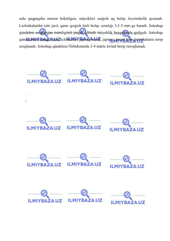  
 
ushı qaqpaqsha menen bekitilgen, máyekleri sarǵısh aq bolıp, keyinshelik qızaradı. 
Lichinkalardıń reńi jasıl, qarnı qızǵısh túsli bolıp, uzınlıǵı 3,5-5 mm ge baradı. Jońıshqa 
qándelesi azıqlanǵan ósimliginiń paqalı ishinde máyeklik basqıshında qıslaydı. Jońıshqa 
qándelesiniń imago hám lichinkaları japıraq bándi, japıraq, paqal hám ǵumshaların sorıp 
azıqlanadı. Jońıshqa qándelesi Ózbekstanda 3-4 márte áwlad berip rawajlanadı. 
 
