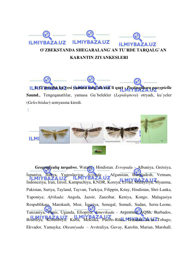  
 
 
 
 
 
O`ZBEKSTANDA SHEGARALANG`AN TU`RDE TARQALG`AN 
KARANTIN ZIYANKESLERI 
 
 
 
1. G`awasha ku`yesi yamasa sarg`ısh ren`li qurt - Pectinophora gossypiella 
Saund., Tengeqanatlılar, yamasa Gu`belekler (Lepidoptera) otryadı, ku`yeler 
(Gelechiidae) semyasına kiredi. 
 
 
 
 
 
 
 
Geografiyalıq tarqalıwı. Watanı - Hindistan. Evropada – Albaniya, Gretsiya, 
İspaniya, İtaliya, Yugoslaviya; Aziyada – Afganstan, Bangladesh, Vetnam, 
İndoneziya, İran, İzroil, Kampuchiya, KNDR, Koreya, Livan, Malayziya, Myanma, 
Pakistan, Suriya, Tayland, Tayvan, Turkiya, Filippin, Kıtay, Hindistan, Shri-Lanka, 
Yaponiya; Afrikada: Angola, Jazoir, Zanzibar, Keniya, Kongo, Malagasiya 
Respublikası, Marokash, Mısr, İigeriya, Senegal, Somali, Sudan, Serra-Leone, 
Tanzaniya, Tunis, Uganda, Efiopiya; Amerikada - Argentina, AQSh, Barbados, 
Braziliya, Kolumbiya, Kuba, Meksika, Puerto-Riko, Trinidad ha`m Tobago, 
Ekvador, Yamayka; Okeaniyada  – Avstraliya, Gavay, Karolin, Marian, Marshall, 
