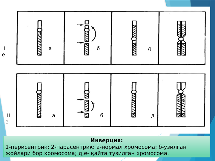 Инверция:
1-перисентрик; 2-парасентрик: а-нормал хромосома; б-узилган 
жойлари бор хромосома; д,е- қайта тузилган хромосома.
 I                             а                              б                                д                            
е
 II                            а                              б                                д                            
е
