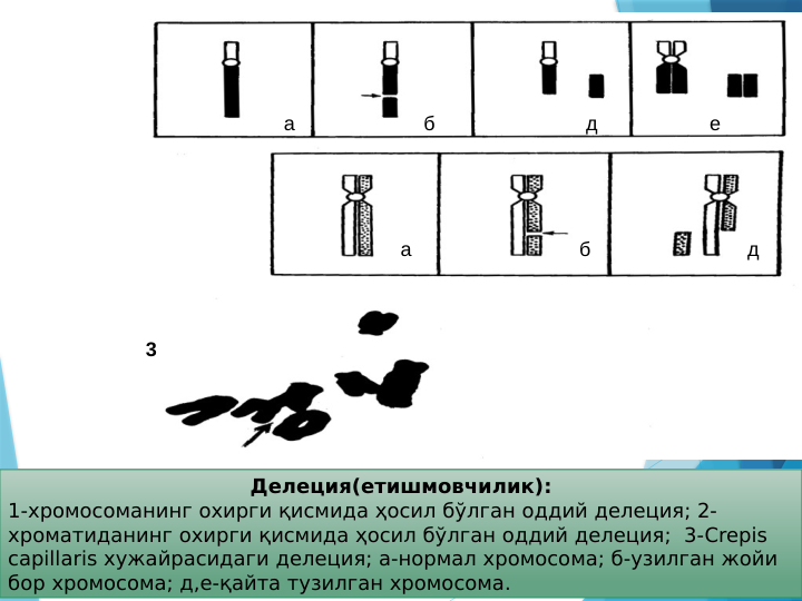 1                                    а                       б                           д                    е
2                                                         а                              б                            д
3
Делеция(етишмовчилик):
1-хромосоманинг охирги қисмида ҳосил бўлган оддий делеция; 2- 
хроматиданинг охирги қисмида ҳосил бўлган оддий делеция;  3-Crepis 
capillaris хужайрасидаги делеция; а-нормал хромосома; б-узилган жойи 
бор хромосома; д,е-қайта тузилган хромосома.
