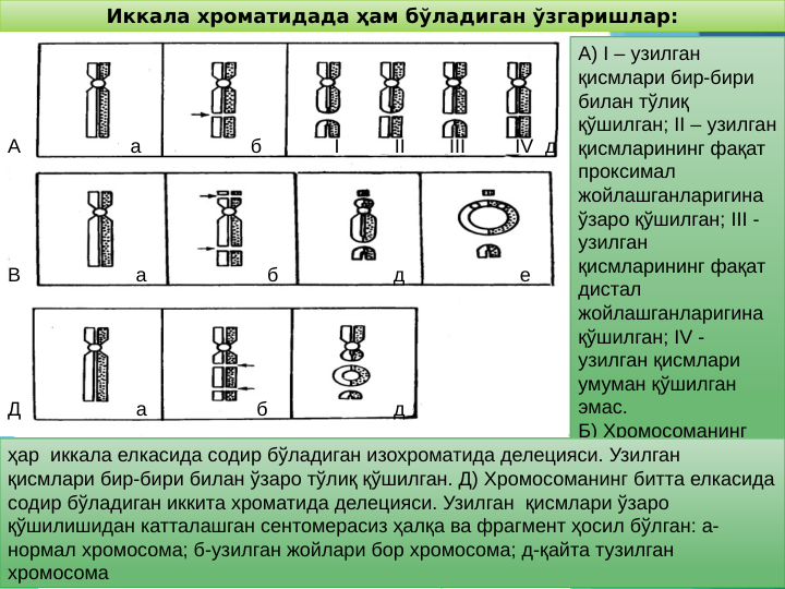 Иккала хроматидада ҳам бўладиган ўзгаришлар:
А                    а                    б             I          II        III         IV  д
В                     а                      б                     д                     е
Д                     а                    б                       д
А) I – узилган 
қисмлари бир-бири 
билан тўлиқ 
қўшилган; II – узилган 
қисмларининг фақат 
проксимал 
жойлашганларигина 
ўзаро қўшилган; III - 
узилган 
қисмларининг фақат 
дистал 
жойлашганларигина 
қўшилган; IV - 
узилган қисмлари 
умуман қўшилган 
эмас.
Б) Хромосоманинг 
ҳар  иккала елкасида содир бўладиган изохроматида делецияси. Узилган  
қисмлари бир-бири билан ўзаро тўлиқ қўшилган. Д) Хромосоманинг битта елкасида 
содир бўладиган иккита хроматида делецияси. Узилган  қисмлари ўзаро 
қўшилишидан катталашган сентомерасиз ҳалқа ва фрагмент ҳосил бўлган: а-
нормал хромосома; б-узилган жойлари бор хромосома; д-қайта тузилган 
хромосома
